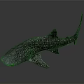 Whale Shark With Spotted Body Streamlined Shape Dorsal Fin And Tail Fin