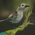 Gray Bird Perched On Green Moss Covered Branch With Teal Ribbon Tied Around