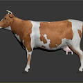 Orange And White Spotted Cow With Horns Standing On Gray Background With Reflection