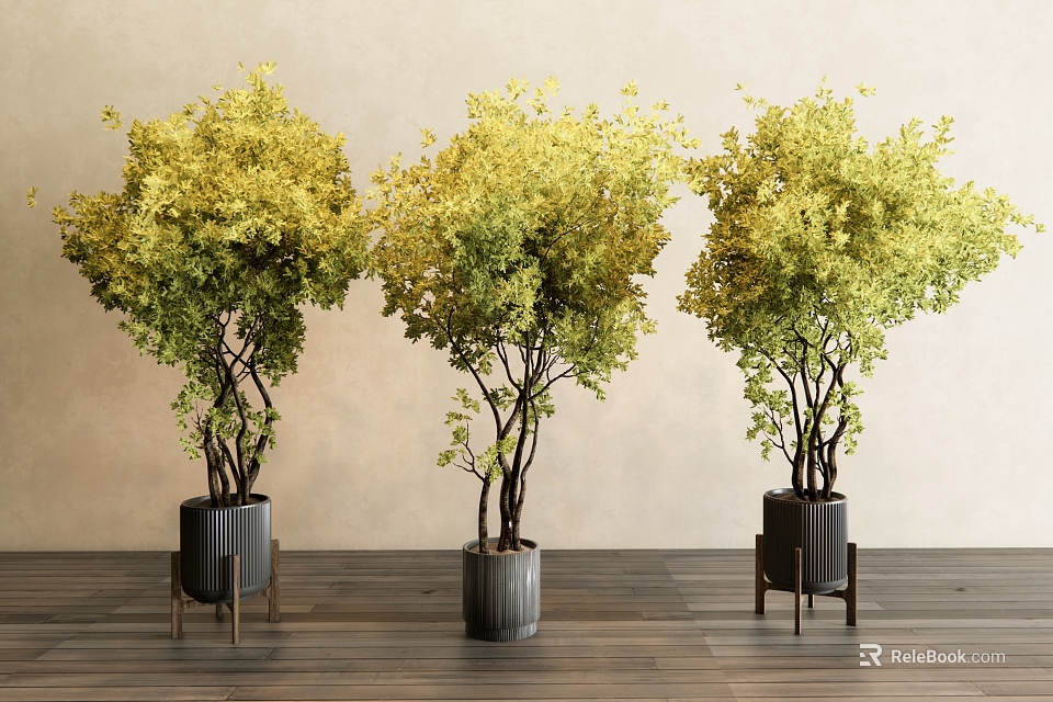 Bonsai Trees With Yellowish Green Leaves In Three Black Pots On Legged Stands 3d model 