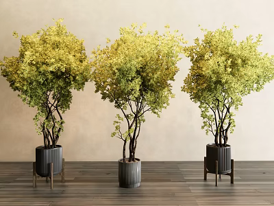 Bonsai Trees With Yellowish Green Leaves In Three Black Pots On Legged Stands 3d model