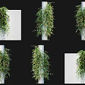 Lush Green Decorative Vines Hanging Climbing Walls And Wrapping White Pillars