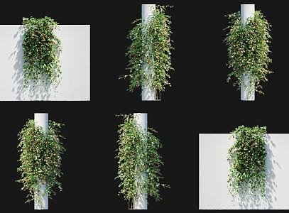 Modern Red Calyx Abutilon Vine Climbing Wall Shrub Rose Red Flower Climbing Wall Climbing Vine Green Plant Creeper Vine Plant Climbing Wall Green Plant Herb 2 3d model