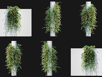 Modern Red Calyx Abutilon Vine Climbing Wall Shrub Rose Red Flower Climbing Wall Climbing Vine Green Plant Creeper Vine Plant Climbing Wall Green Plant Herb 2 3d model