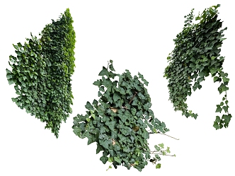 green plant vine 3d model