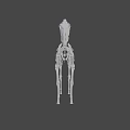 Artistic Animal Skeleton Display With Detailed Structure On Green Geometric Background