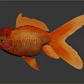 Bright Red Goldfish With Orange Tail Fins And Reflection On Gray Background