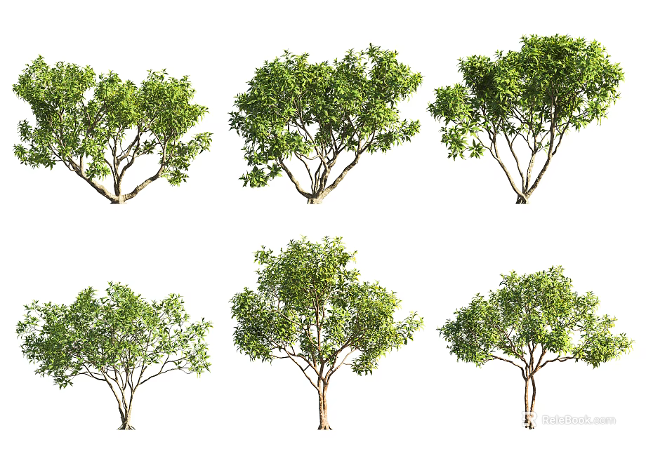 Arbor Trees Featuring Lush Green Foliage Various Growth Forms And Natural Branch Structures 3d model