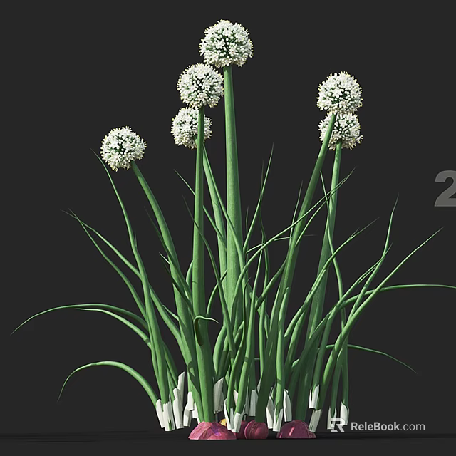 White Globular Flowers With Green Long Stems And Lush Leaves In Garden 3d model 