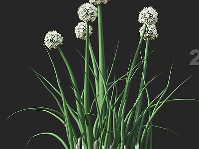 White Globular Flowers With Green Long Stems And Lush Leaves In Garden 3d model
