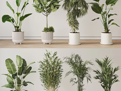 Various Types Of Potted Green Plants In White Ceramic Pots For Home Decor 3d model