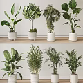 Various Types Of Potted Green Plants In White Ceramic Pots For Home Decor