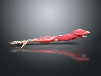Advanced Medical Device 3D Anatomical Model of Human Arm Muscles for Medical Education 3d model