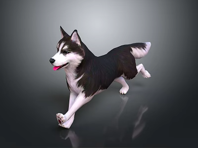 Black and White Husky Running With Tongue Out On Dark Background With Floor Reflection 3d model
