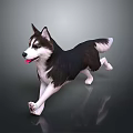 Black and White Husky Running With Tongue Out On Dark Background With Floor Reflection