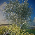 Lush Arbor With Green Foliage And White Trunk Standing By Seaside Under Blue Sky