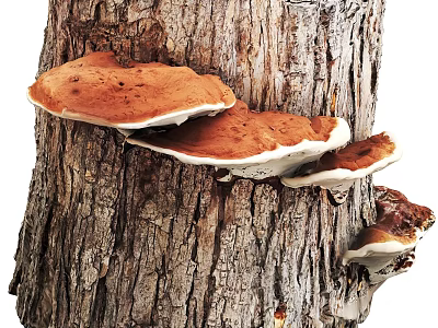 Cluster Of Brown Mushrooms Growing On Tree Trunk With Natural Wood Texture 3d model