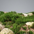 Modern Grassland Shrubs Grass Green Plant Shrubs 3d model