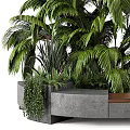 Modern Garden Decor With Tall Palm Plant Small Green Plants Curved Concrete Wooden Planter