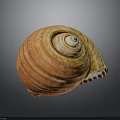Orange Yellow Spiral Shell Organ On Dark Background With Detailed Texture