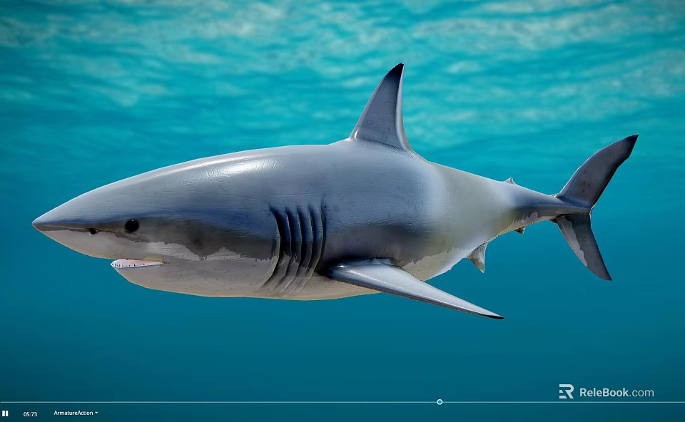 Large Grey Shark With Sharp Fins Swimming In Clear Blue Ocean Water 3d model 