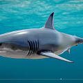 Large Grey Shark With Sharp Fins Swimming In Clear Blue Ocean Water