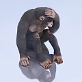 Reptile In Sitting Position With Head Touching And Reflection On Surface 3d model