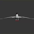 Flying Bird with White Plumage Spread Wings Red Legs and Black Head