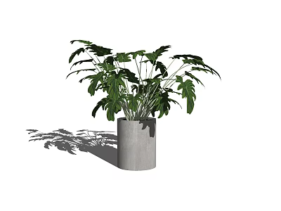 Lush Green Bonsai Potted Plant With Broad Leaves In Cement Pot 3d model