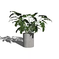 Lush Green Bonsai Potted Plant With Broad Leaves In Cement Pot