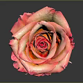 Pink And Orange Gradient Rose On Black Background With Reflection 3d model