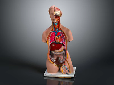 Human Anatomy Torso Model Displaying Internal Organs On Base With Detailed Structures 3d model