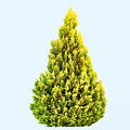 Conical Evergreen Arbor With Yellow Green Foliage Against Light Blue Background