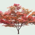 Tall Arbor With Vibrant Red And Orange Fall Leaves In Natural Scene