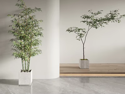 Potted Bamboo and Tree Plants in Modern Interior With White Gray Square Pots Minimalist Decor 3d model