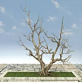 Leafless Tree With Thick Trunk On Stone Paved Ground Green Grass And Blue Sky 3d model