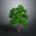Lush Green Tree With Dense Foliage Brown Trunk And Gray Background