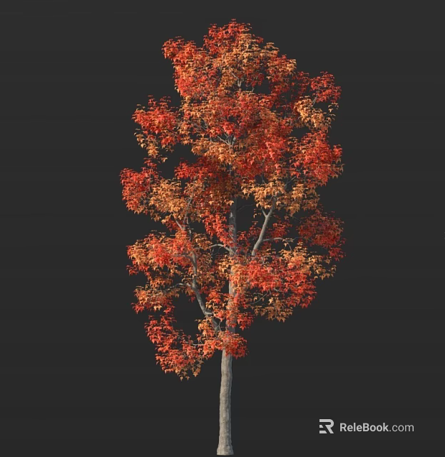Vibrant Deciduous Tree With Red And Orange Autumn Foliage And Gray Trunk Against Dark Background 3d model 