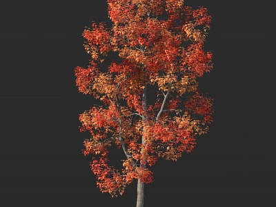 Vibrant Deciduous Tree With Red And Orange Autumn Foliage And Gray Trunk Against Dark Background 3d model