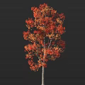 Vibrant Deciduous Tree With Red And Orange Autumn Foliage And Gray Trunk Against Dark Background