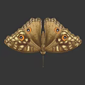 Brown Yellow Butterfly With Eye Like Patterns On Spread Detailed Wings Against Dark Background