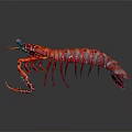 Vibrant Red Shrimp With Detailed Texture And Long Antennae On Dark Background