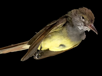 Yellow and Gray Bird Perched Against Black Background with Detailed Feather Structure 3d model