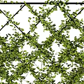 Green Vines Covered Black Grid Decorative Wall For Outdoor Garden Space 3d model