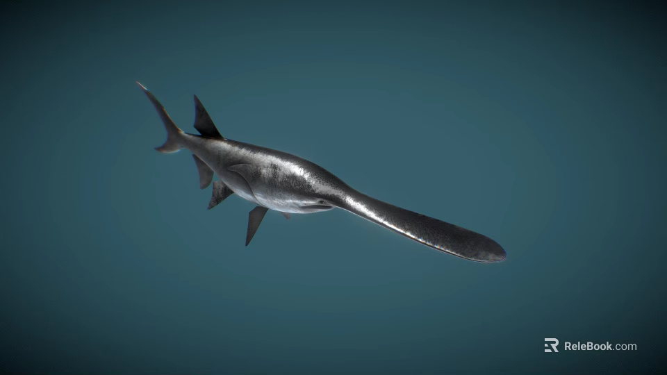 Graceful Silver Shark With Long Snout Swimming In Blue Ocean 3d model 