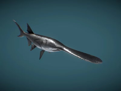 Graceful Silver Shark With Long Snout Swimming In Blue Ocean 3d model