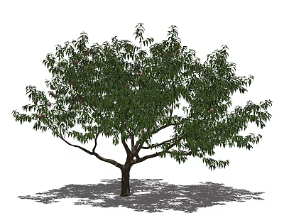 Arbor With Lush Green Leaves Strong Trunk And Natural Outdoor Shadow 3d model