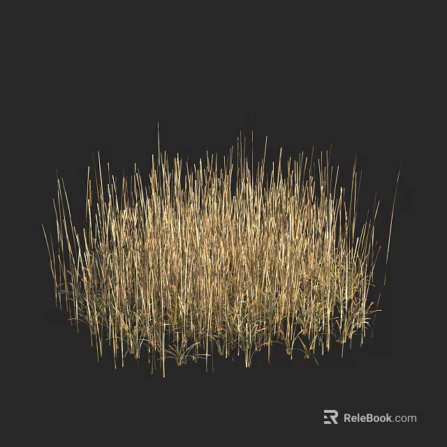 Lush Golden Grass Dense Growing In Dark Background With Natural Texture 3d model 