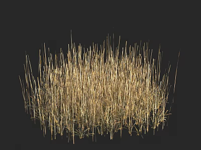 Lush Golden Grass Dense Growing In Dark Background With Natural Texture 3d model