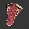 Anatomical Dental Model With White Teeth And Pink Gum Structure For Education